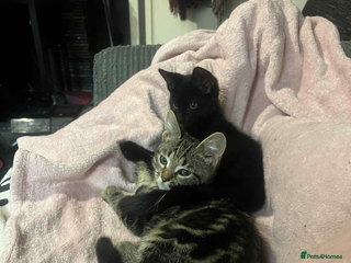 Mixed Breed cats for sale - Advert 1