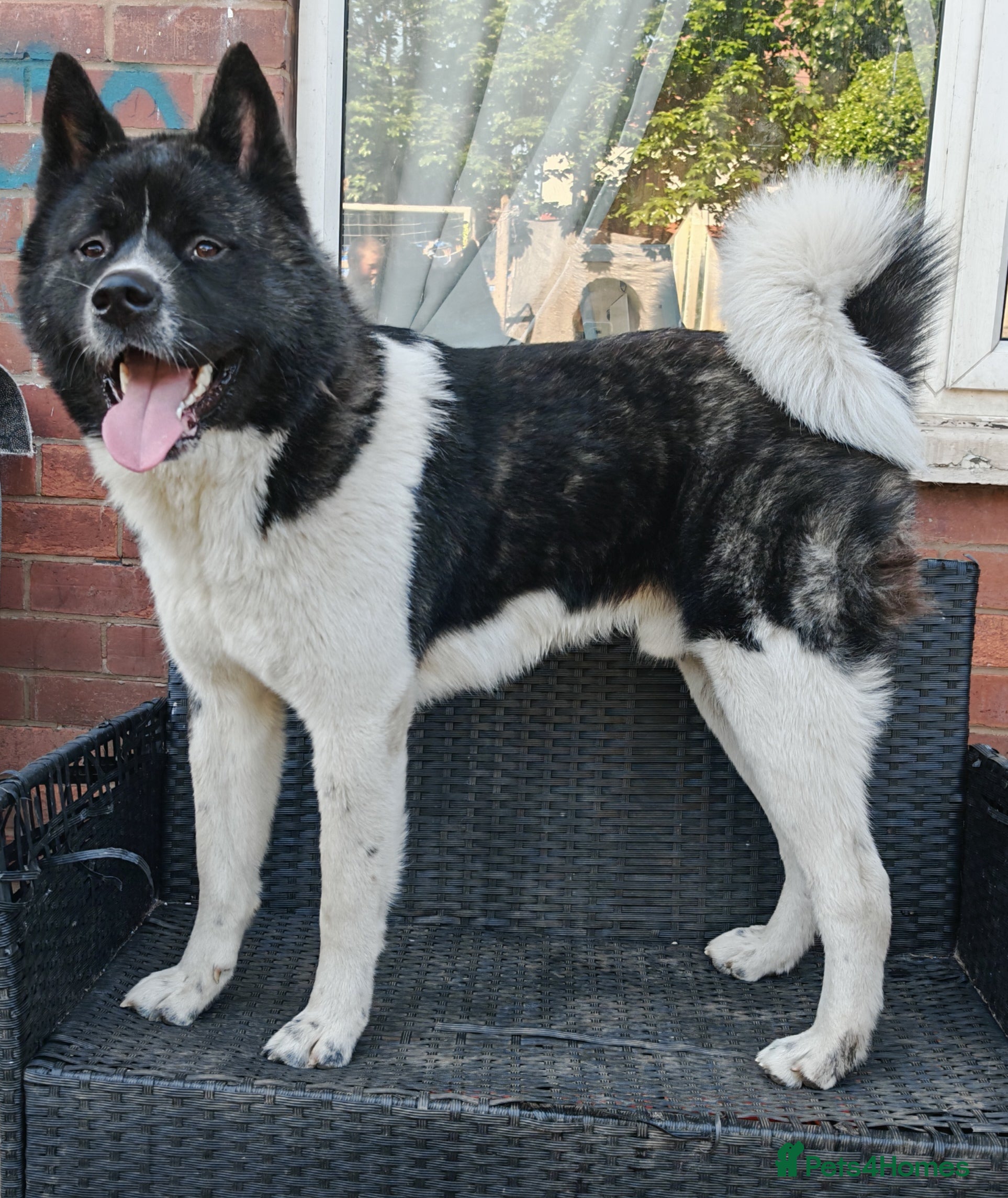 Akita dogs 2 Akita puppys ready to leave now  - Advert 18