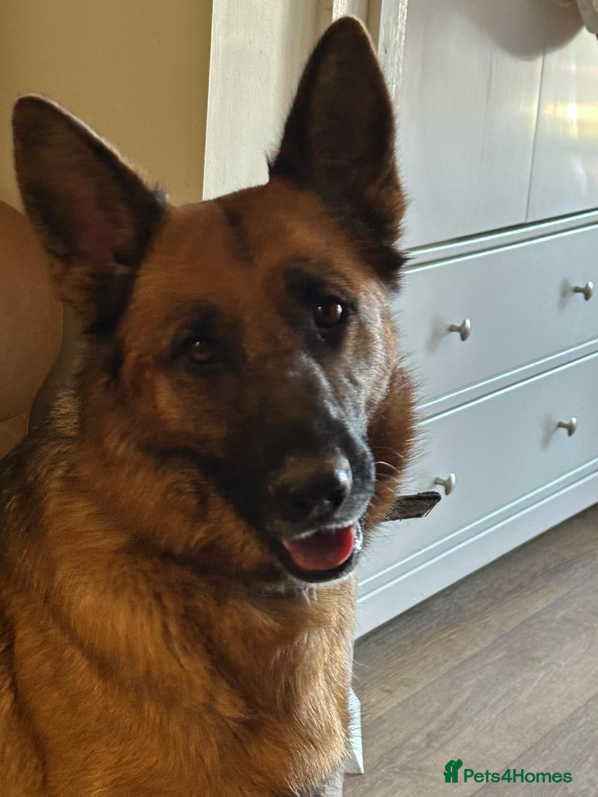 German Shepherd dogs Beautiful German shepherd - Advert 4