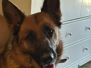 German Shepherd dogs Beautiful German shepherd - Advert 4