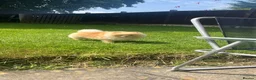 Pomeranian dogs for sale: A little fluffy Pomeranian  in Wakefield - Advert 3