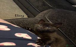 British Shorthair cats for sale: Kittens looking for there forever home  - Image 2