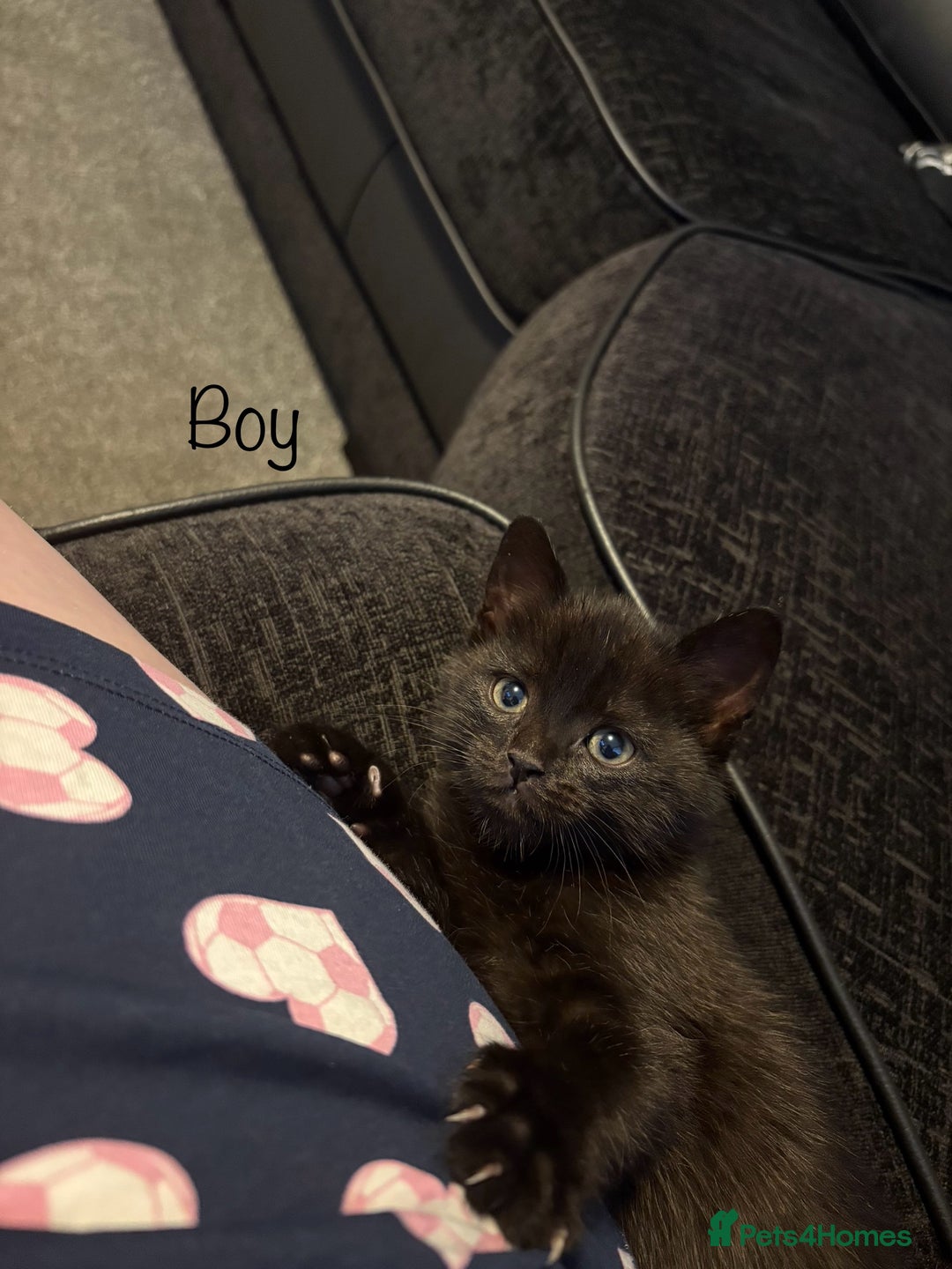 British Shorthair cats for sale: Kittens looking for there forever home  - Image 2