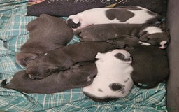 Staffordshire Bull Terrier dogs for sale: Blue&white and white&blue staffie pups - Image 23