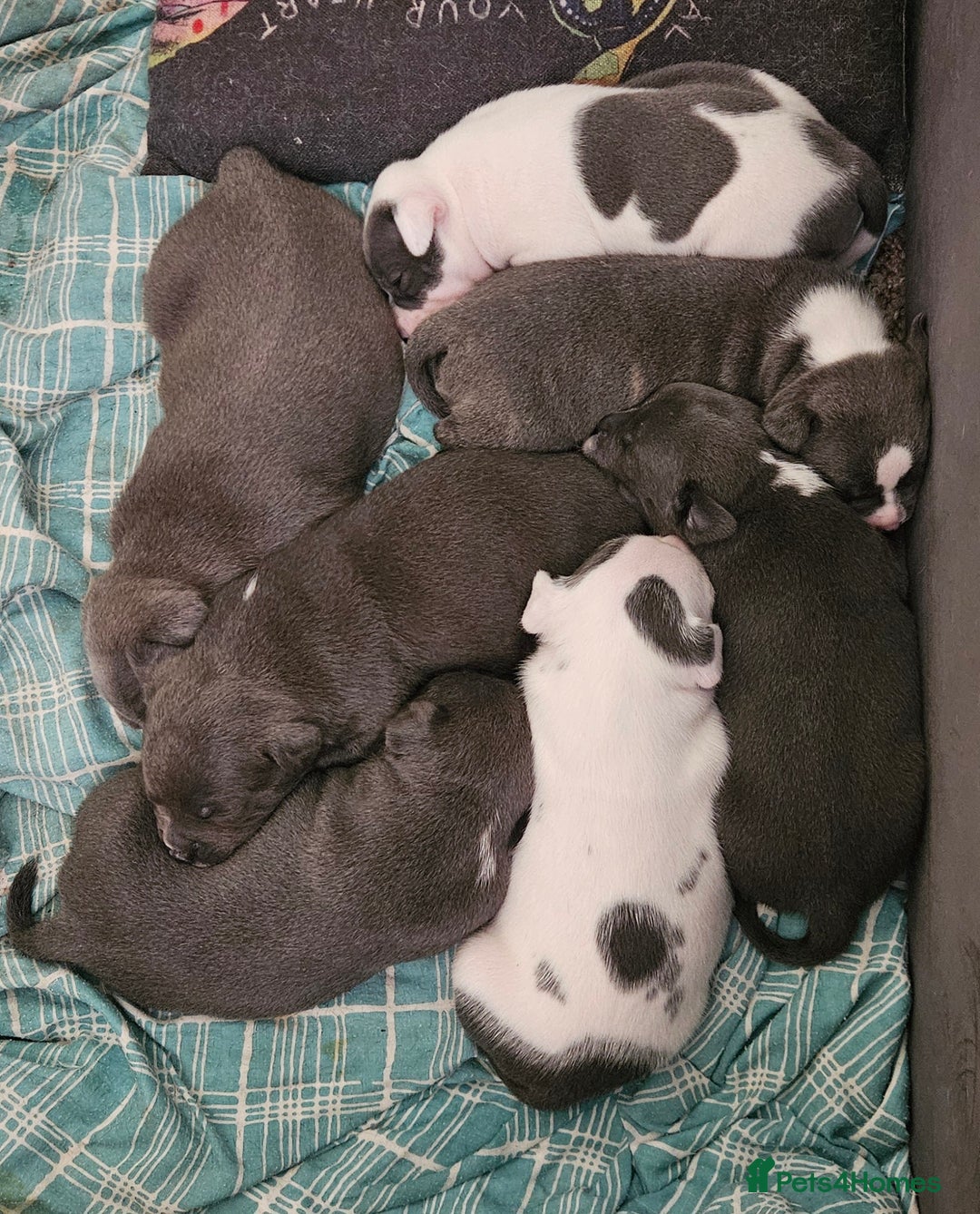 Staffordshire Bull Terrier dogs for sale: Blue&white and white&blue staffie pups - Image 23