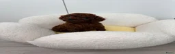 Toy Poodle dogs for sale: Asian Tiny teddy Poodles Boys and Girl  - Advert 5