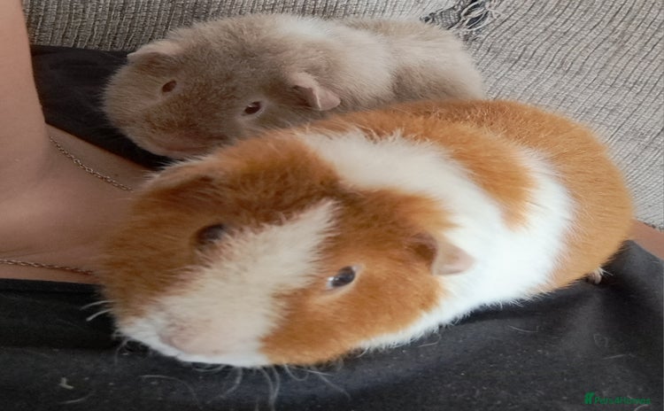 Guinea Pig rodents - Advert 5