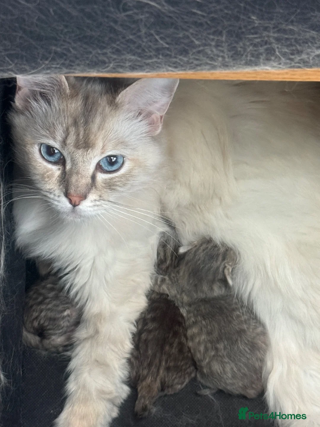 Mixed Breed cats for sale: Gorgeous Ragdoll X Kittens available now  - Advert 10