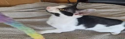 Mixed Breed cats for sale: Cheeky harlequin kittens - Advert 12