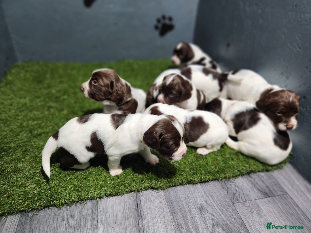 English Springer Spaniel dogs for sale: 9 gorgeous puppies looking for their forever homes - Advert 5