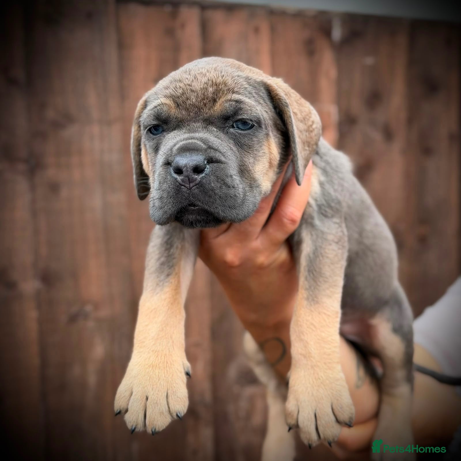 Cane Corso dogs 🐾 LITTER „K” they’re here 🥳 🐾 - Advert 1