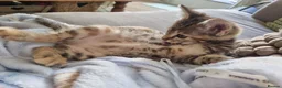 Domestic Shorthair cats for sale: No name  in London - Advert 5