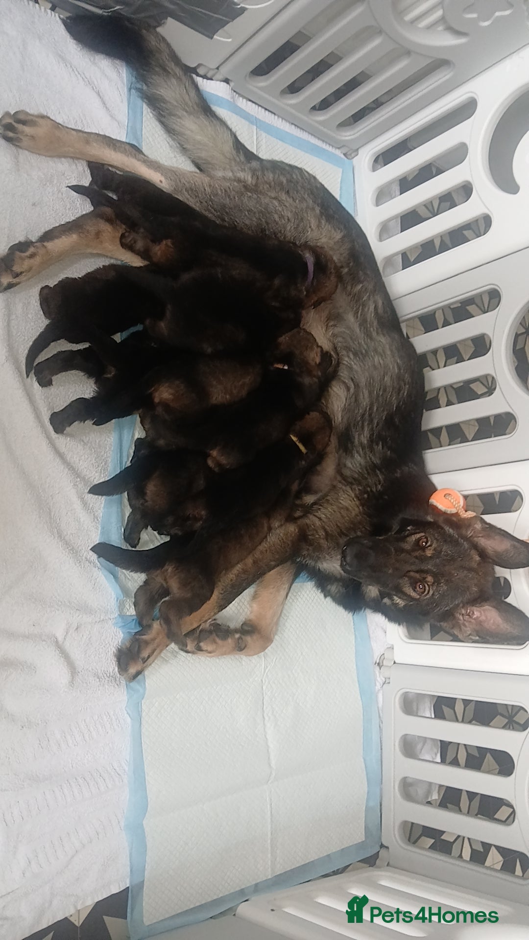 German Shepherd dogs for sale: 💥 chunky German Shepherd's 💥 - Image 12