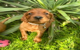 Mixed Breed dogs for sale: Beautiful litter of Golden Irish Puppies  - Image 14