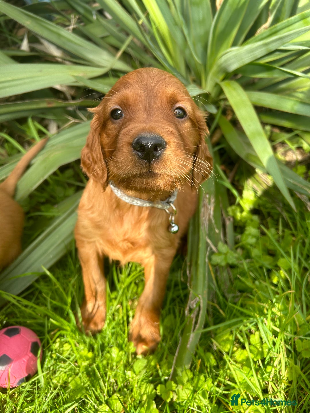 Mixed Breed dogs for sale: Beautiful litter of Golden Irish Puppies  - Image 14
