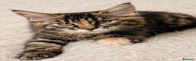 Maine Coon Girl
