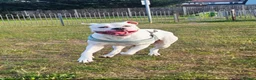 American Bulldog dogs for sale: American bulldogs  - Advert 2