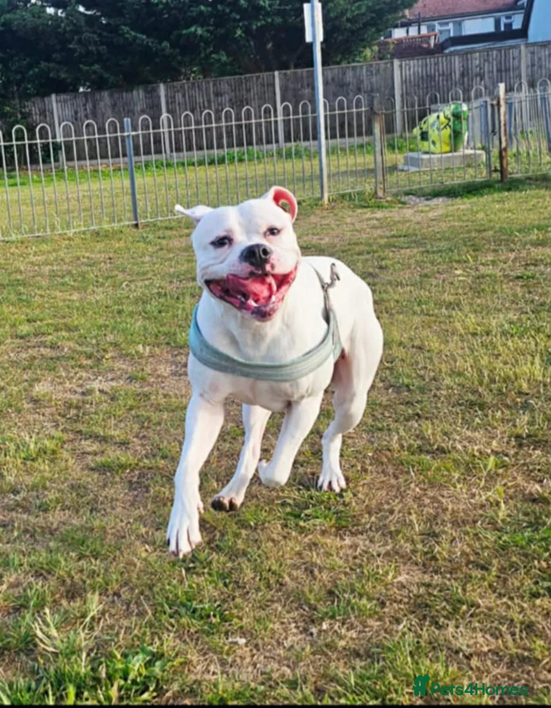 American Bulldog dogs for sale: American bulldogs  - Advert 2
