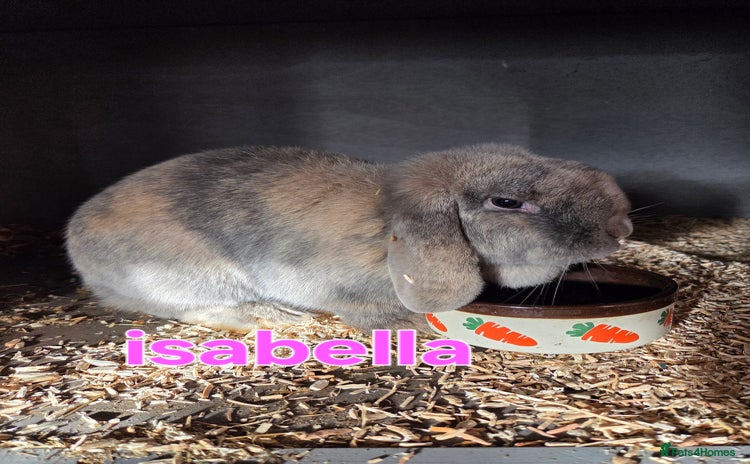 Mini Lop rabbits ♥️Very friendly mini lop girls available ♥️ - Advert 14