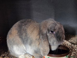 Mini Lop rabbits ♥️Very friendly mini lop girls available ♥️ - Advert 15