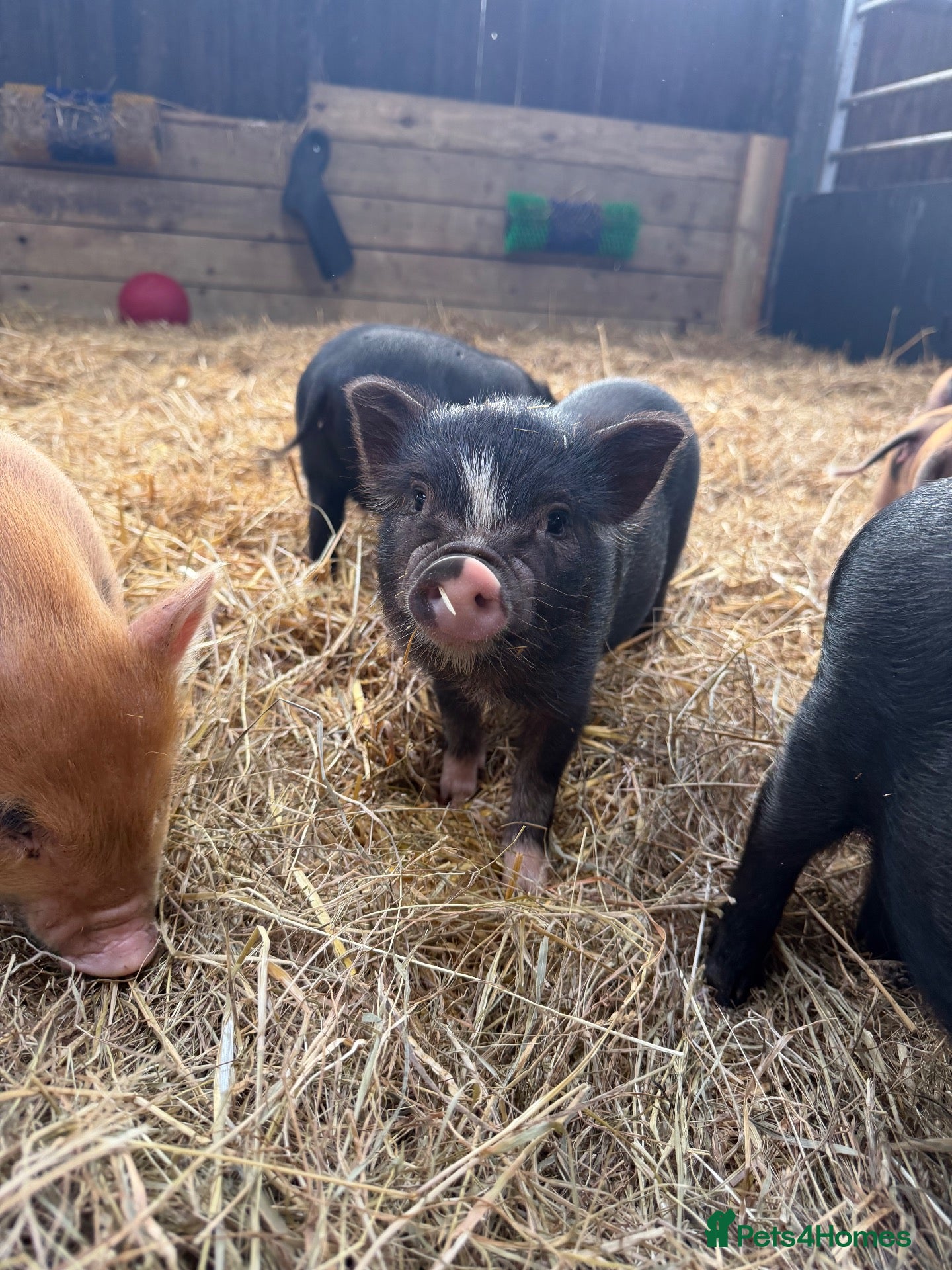 Pig livestock Pure Juliana Piglets - males! - Advert 3