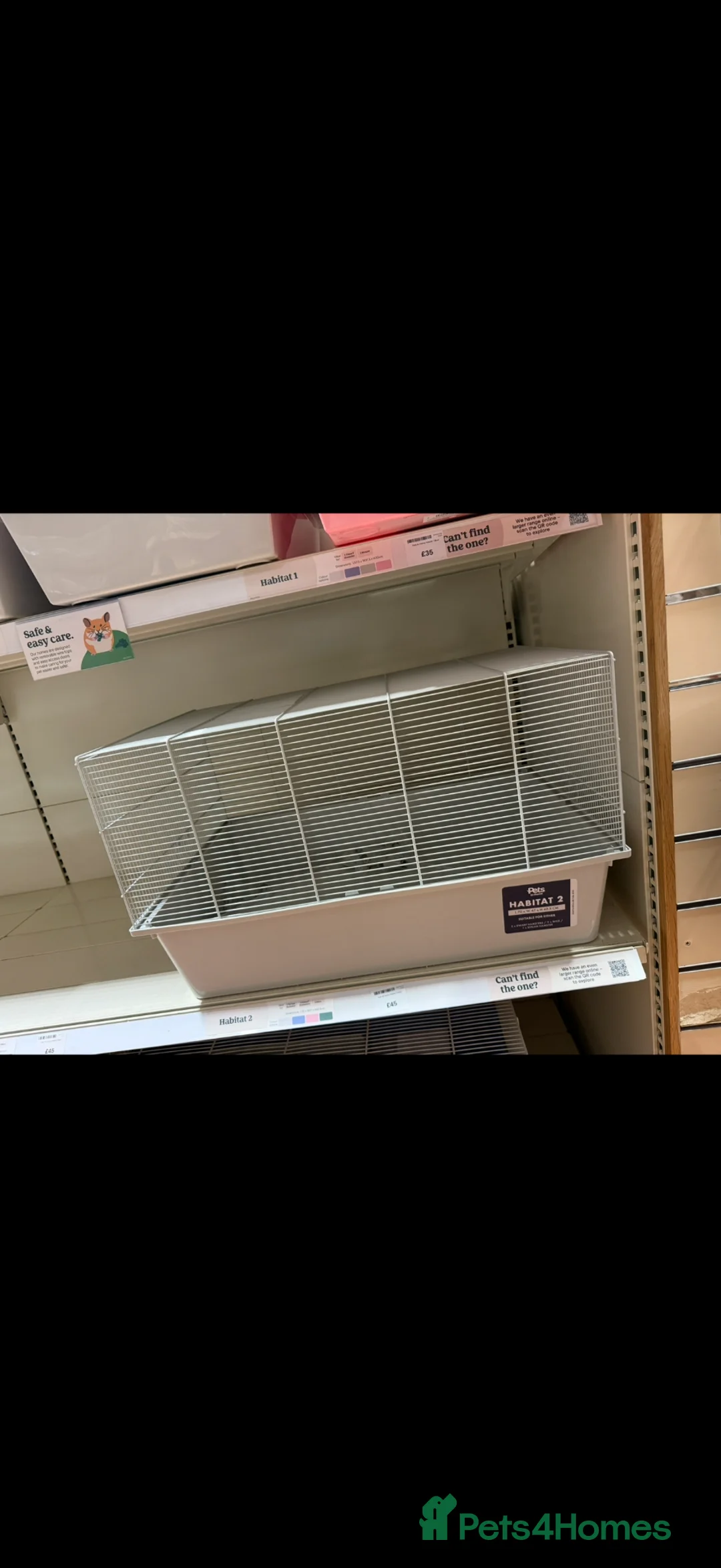 Hamster rodents for sale: Rehoming Syrian hamster  - Advert 3
