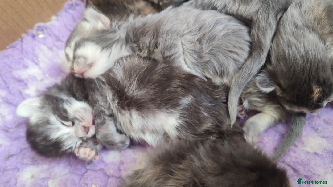 Maine Coon cats for sale: Fully health tested and Tica registered  in Great Missenden - Image 15