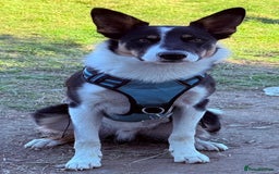 Border Collie dogs for sale: 15 month old male collie for sale (not a farm dog) - Advert 5