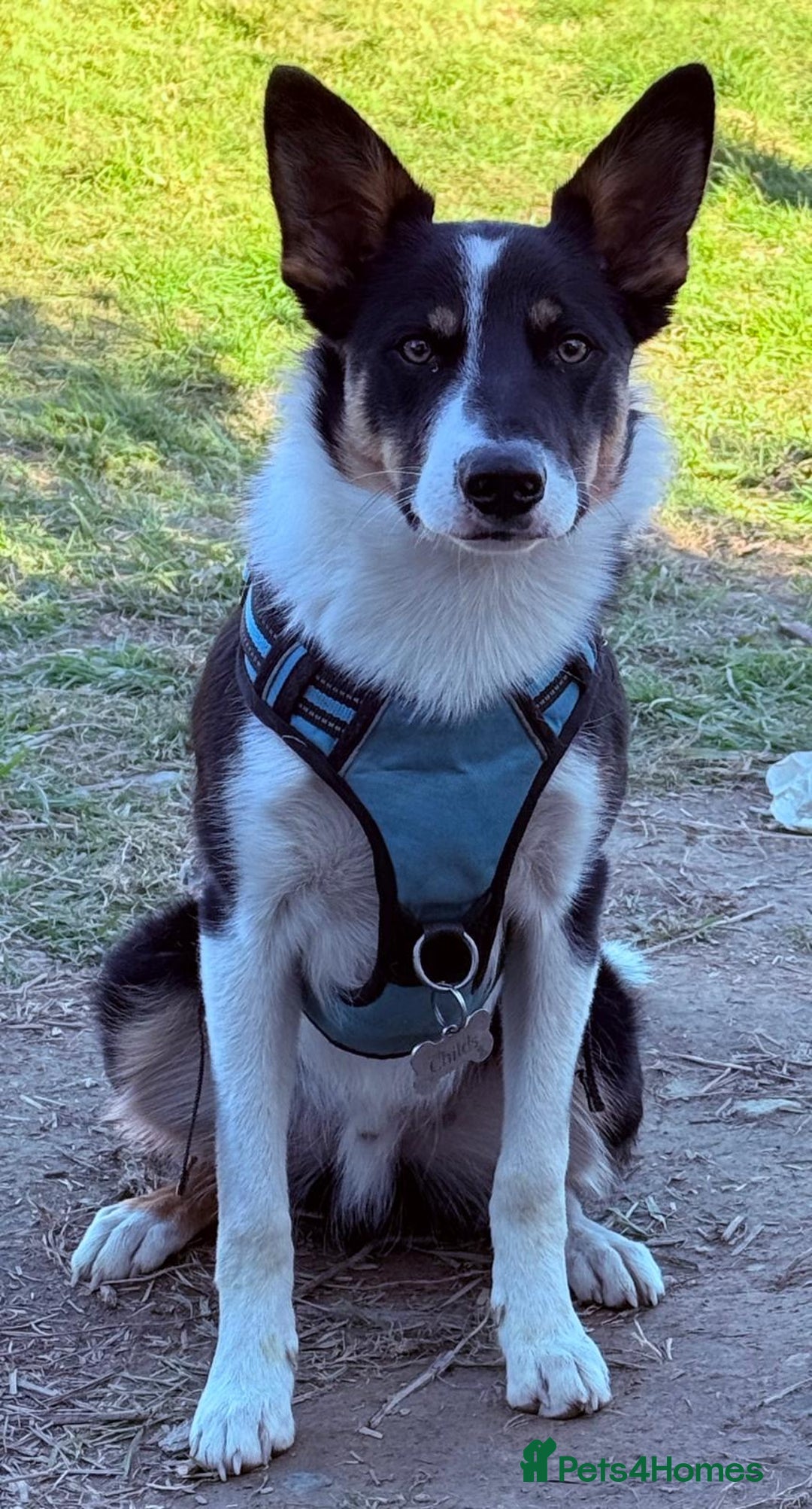 Border Collie dogs for sale: 15 month old male collie for sale (not a farm dog) - Advert 5