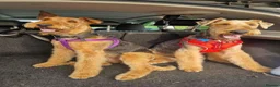 Airedale Terrier dogs for sale: KC Registered Airedale terrier puppies in Kettering - Advert 3