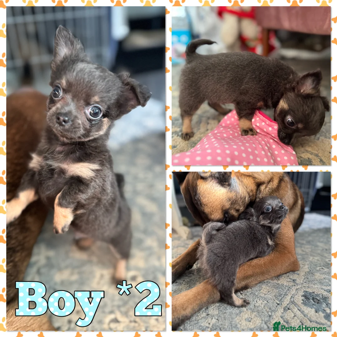 Chihuahua dogs for sale: Sold! - Advert 6