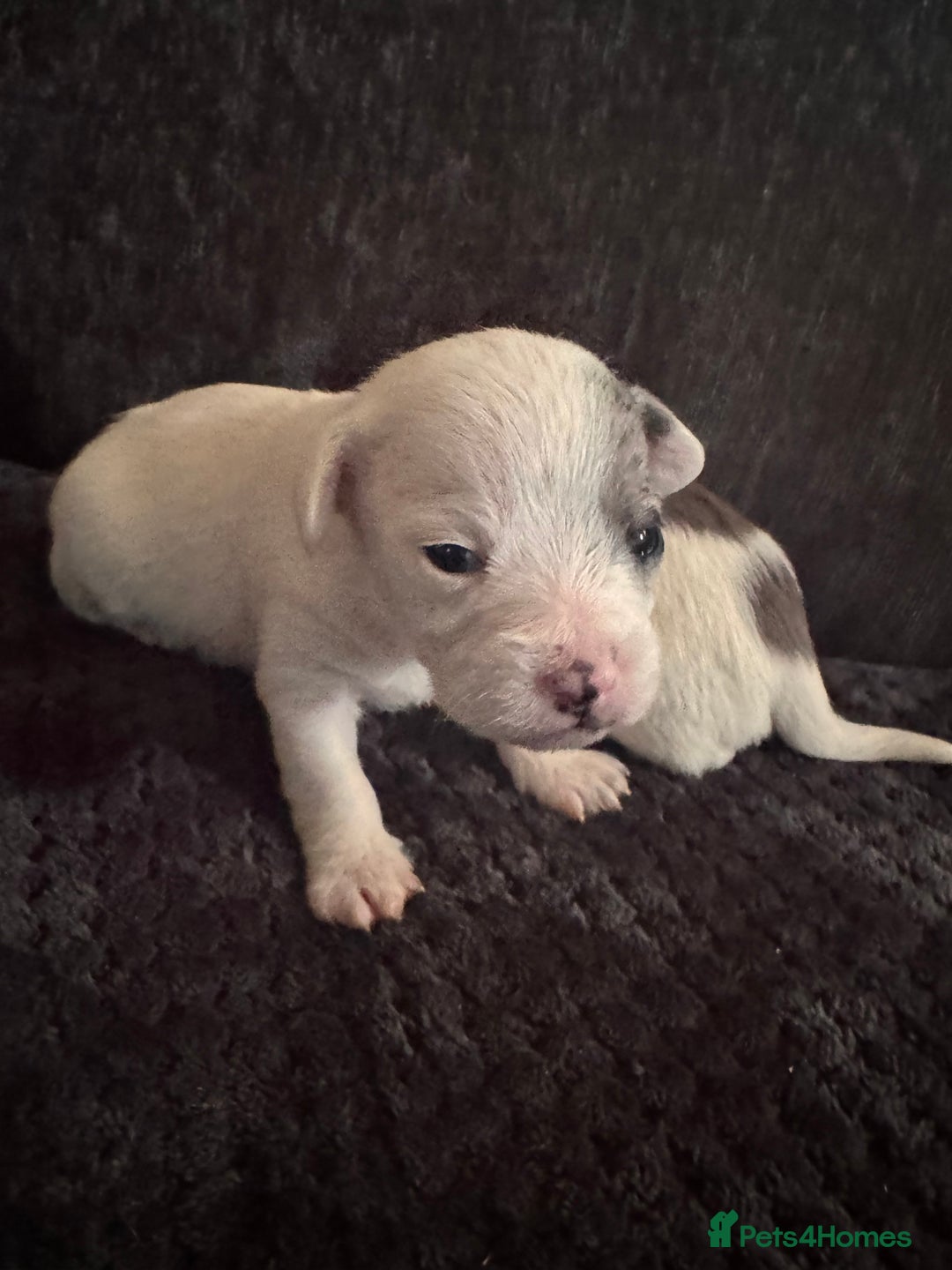 Chipoo dogs for sale: toy poodle X miniature Chihuahua, stunning 2 boys - Advert 6