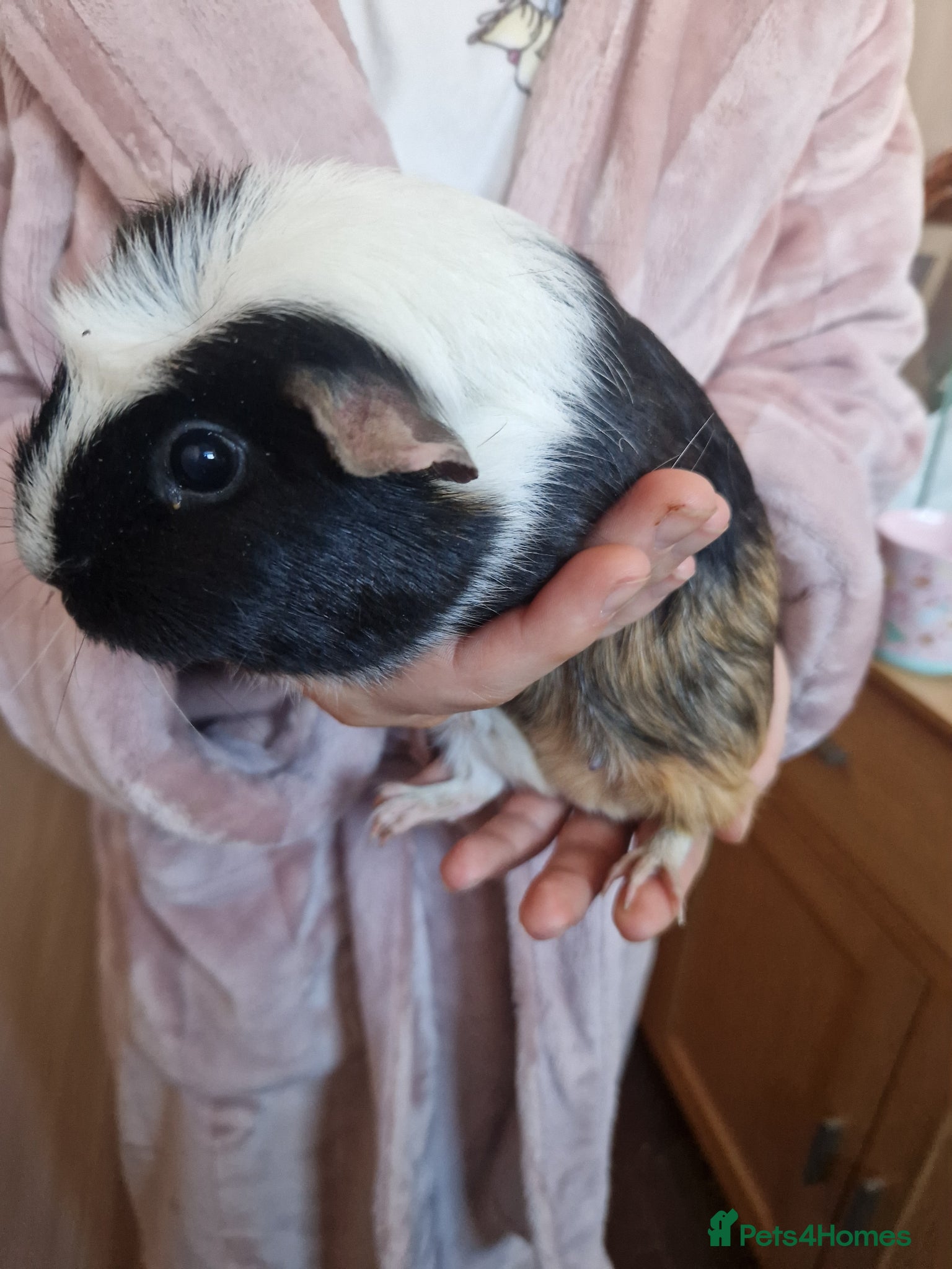 Guinea Pig rodents Baby Guinea Pigs READY NOW  - Advert 23