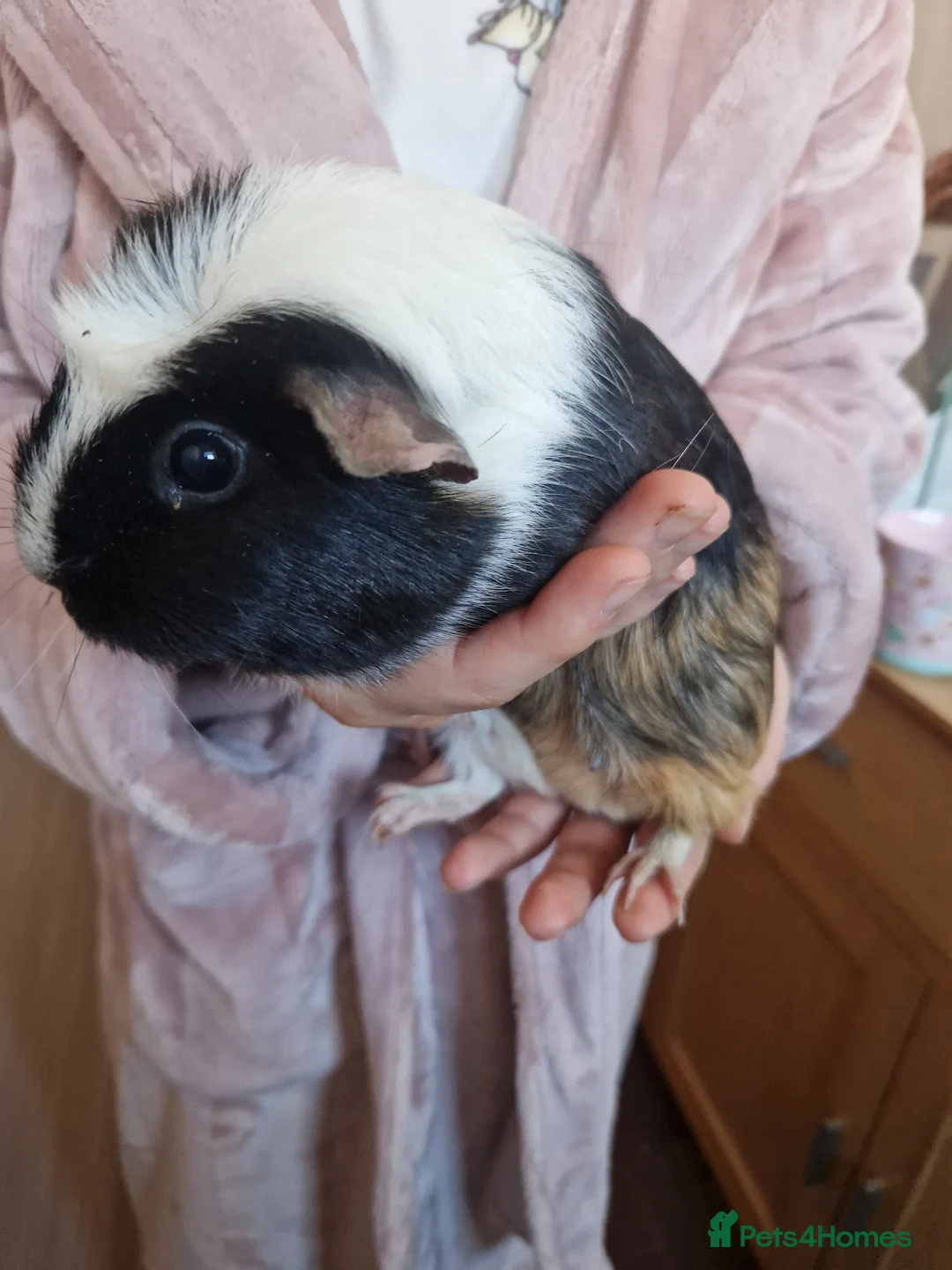 Guinea Pig rodents for sale: Baby Guinea Pigs READY NOW  - Advert 1