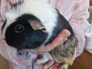 Guinea Pig rodents Baby Guinea Pigs READY NOW - Advert 21