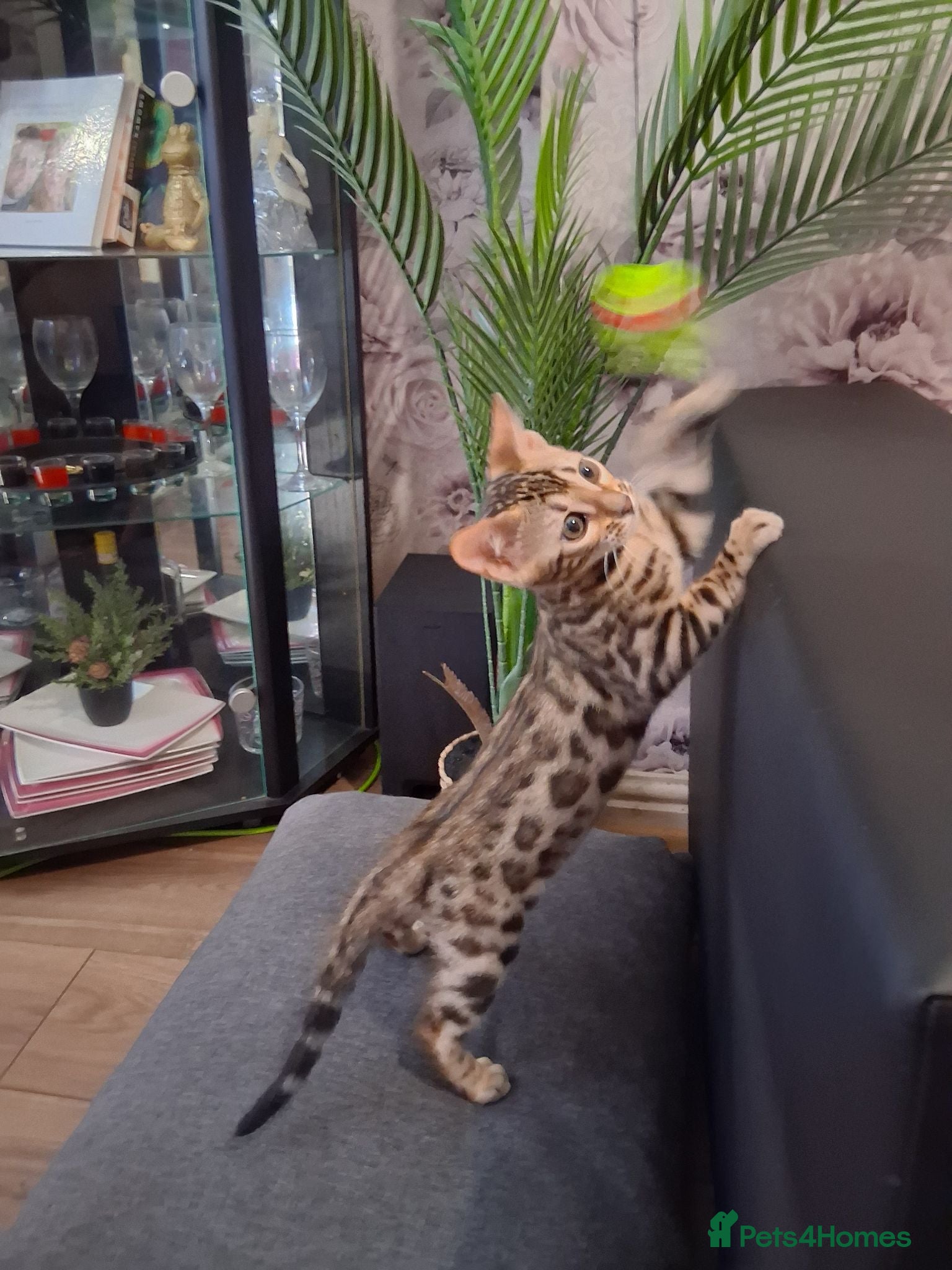 Bengal cats Top quality Bengal Kittens  - Advert 1