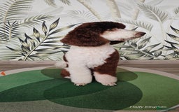 Bernese Mountain Dog dogs for stud: Stunning Full Health Check Moyen Poodle  - Image 23