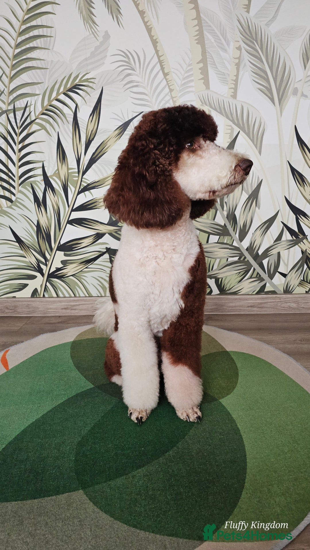 Bernese Mountain Dog dogs for stud: Stunning Full Health Check Moyen Poodle  - Image 23