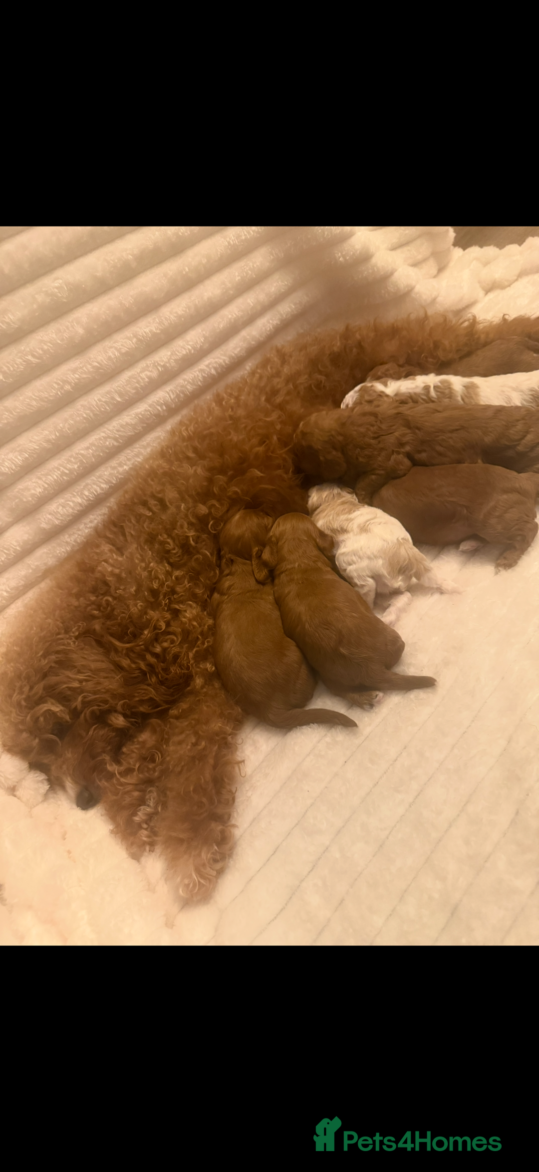 Cavapoo dogs for sale: Beautiful cavapoo puppies  - Advert 1