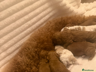 Cavapoo dogs Beautiful cavapoo puppies - Advert 5