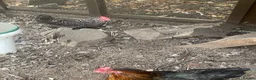 Chickens poultry for sale: Chicken for sale  in Dewsbury - Advert 5