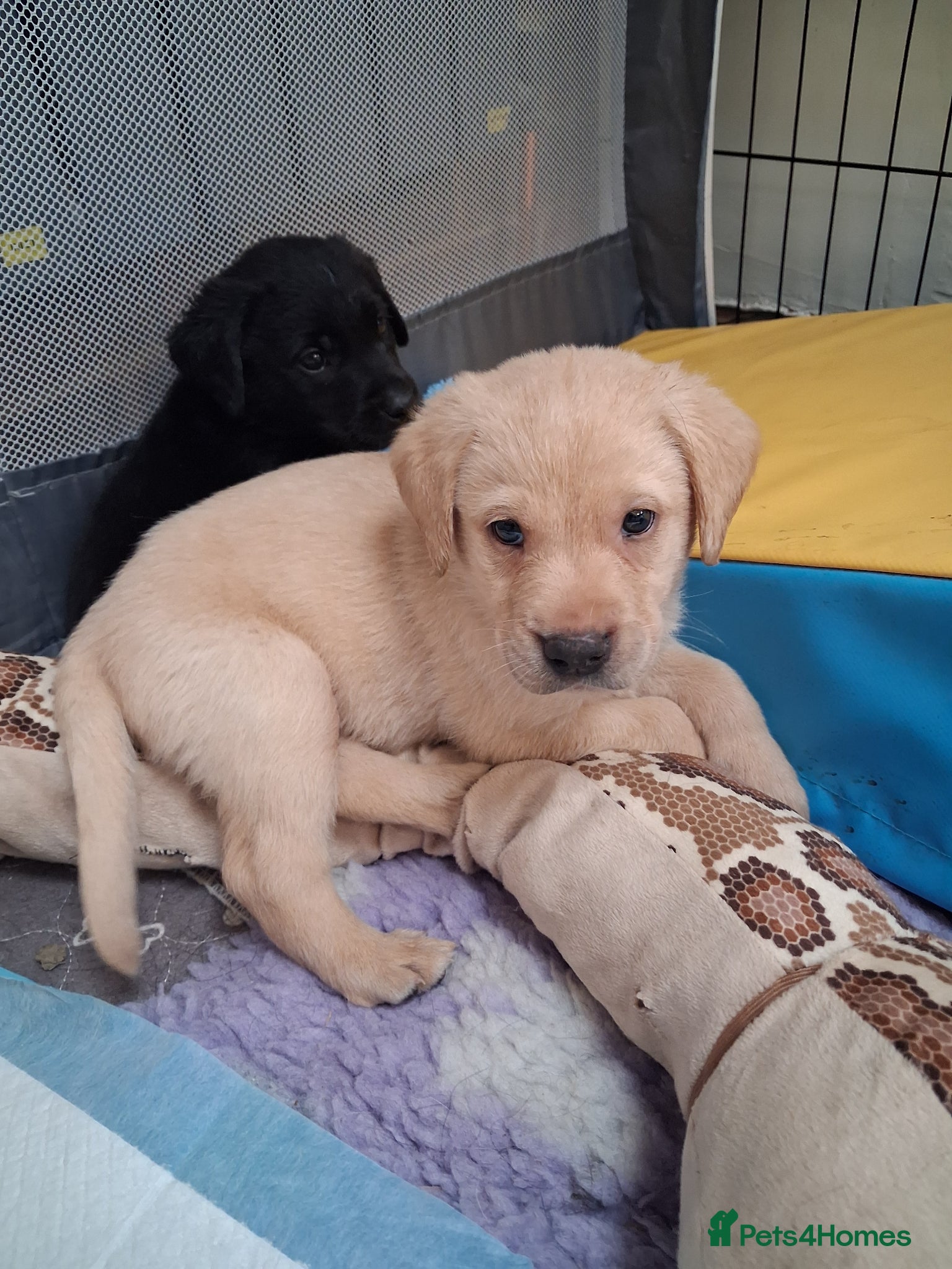 Labrador Retriever dogs KC reg HEALTH TESTED LAB PUPPIES - Advert 3