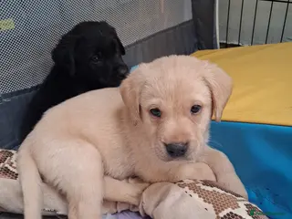 Labrador Retriever dogs KC reg HEALTH TESTED LAB PUPPIES - Advert 3