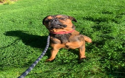 Mixed Breed dogs for sale: Zero Rottweiler x cane Corso  - Image 4