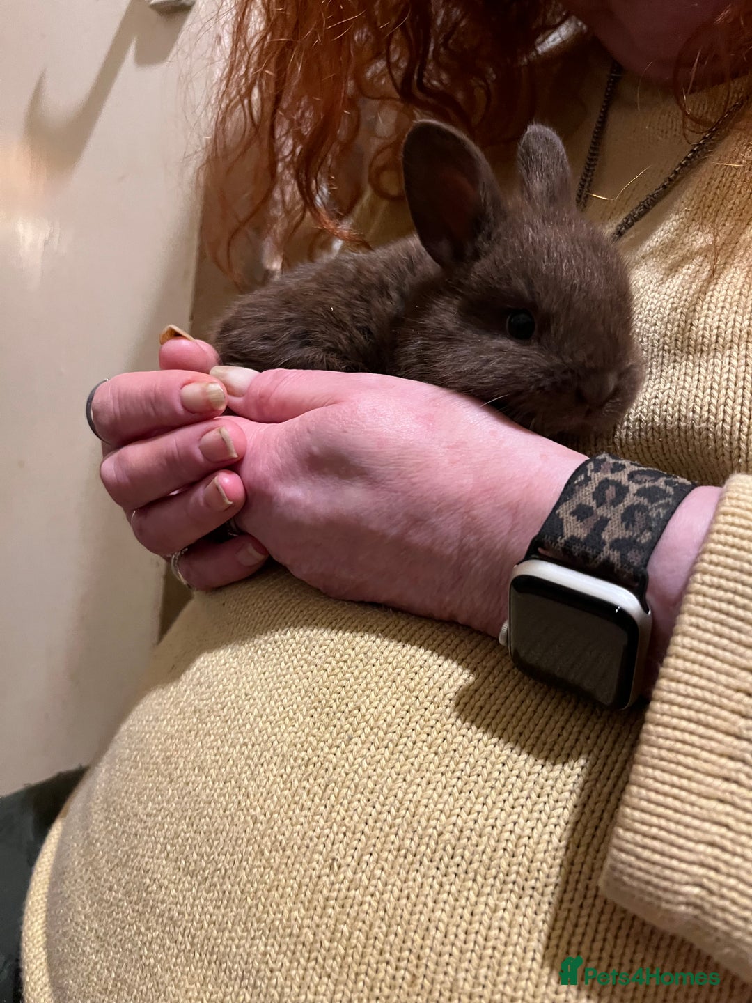 Netherland Dwarf rabbits for sale: Netherland Dwarf / Minilop - Image 4