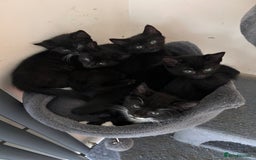 Mixed Breed cats for sale: Two male kittens  - Image 3
