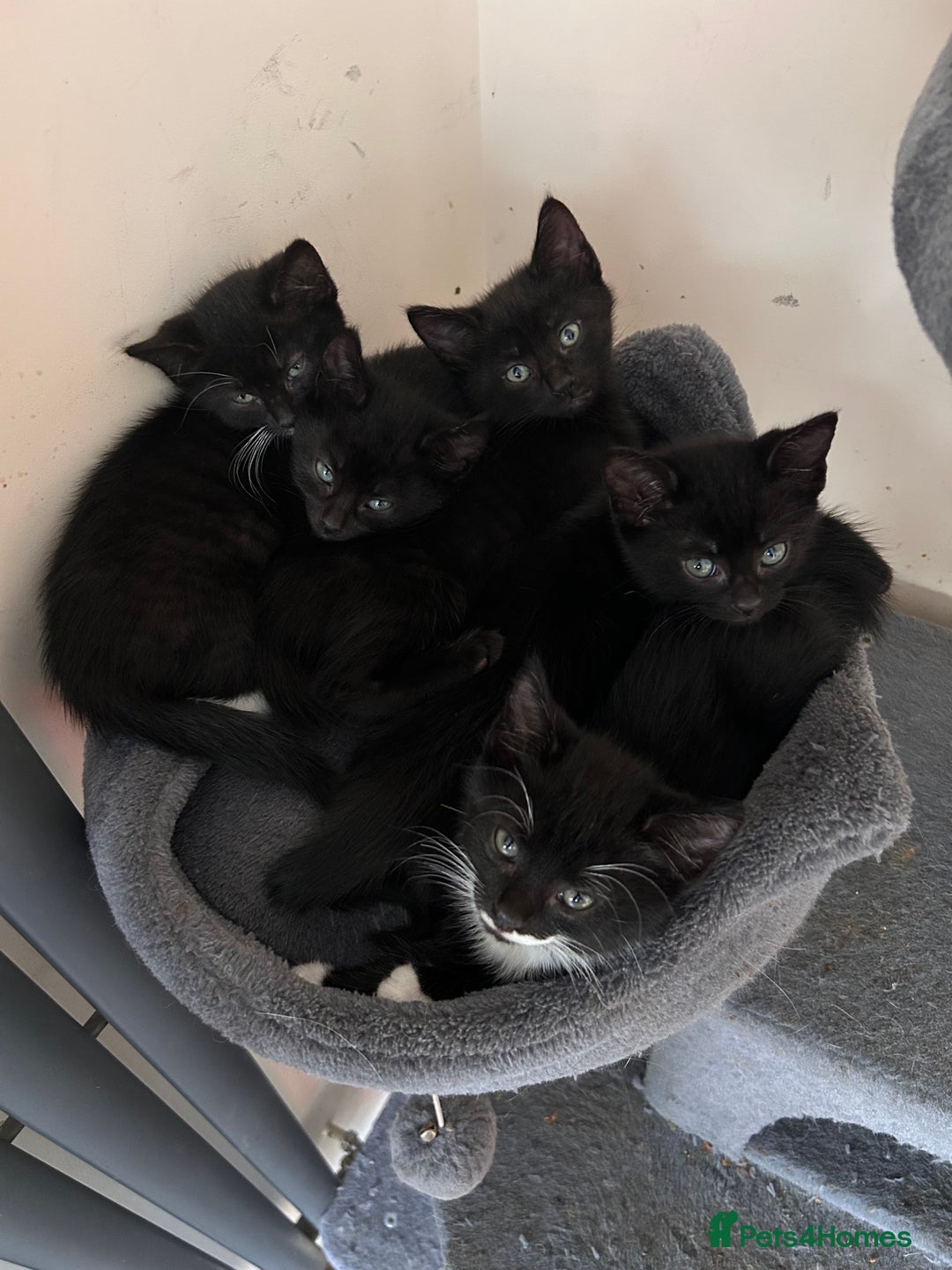 Mixed Breed cats for sale: Two male kittens  - Image 3