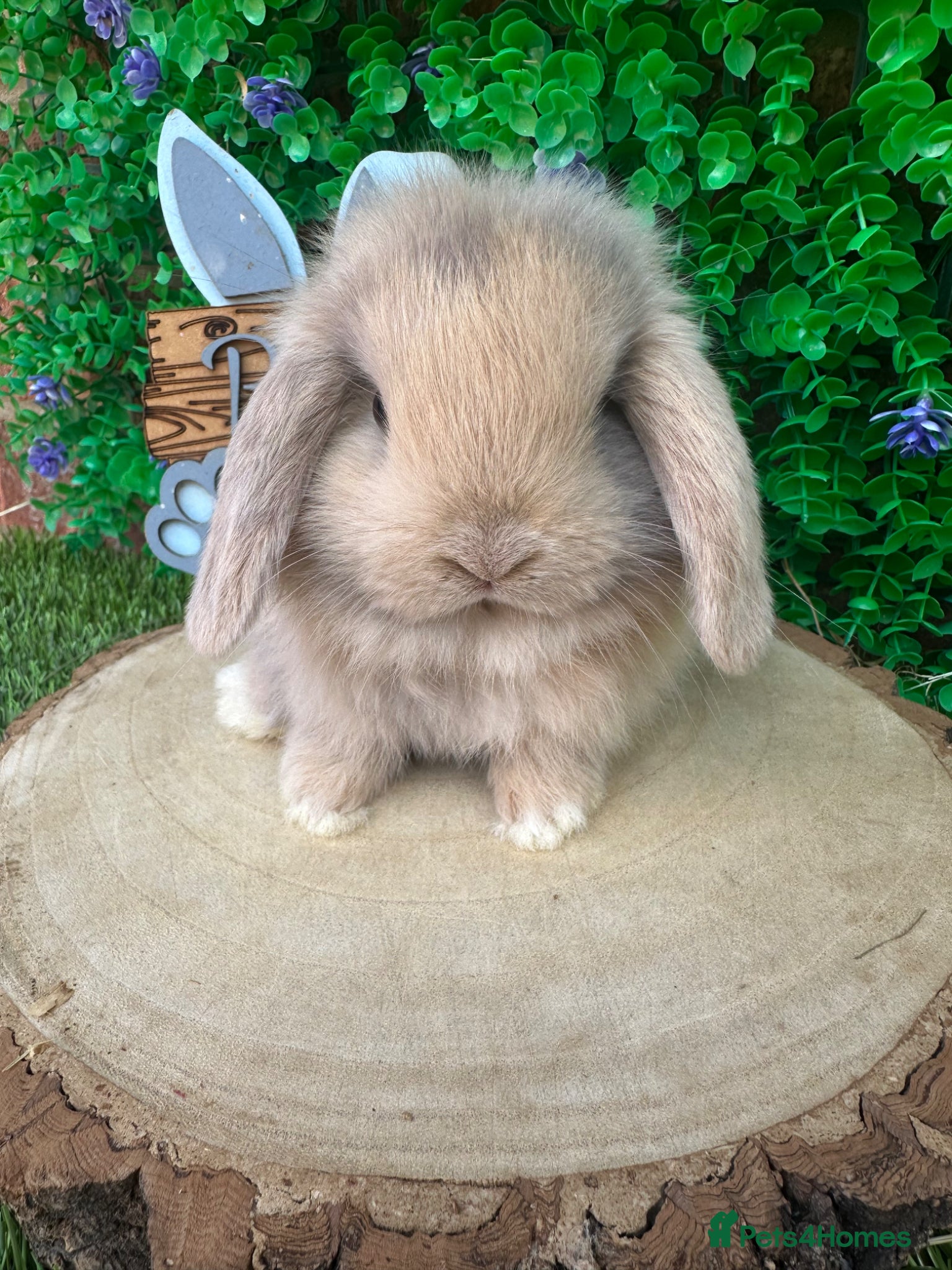 Mini Lop rabbits Beautiful purebred mini lops ready to reserve 😍 - Advert 1