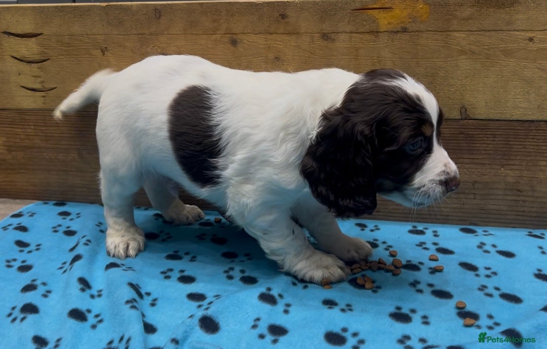 Cocker Spaniel dogs for sale: ✨Beautiful Cocker Spaniel Puppies✨ - Advert 29