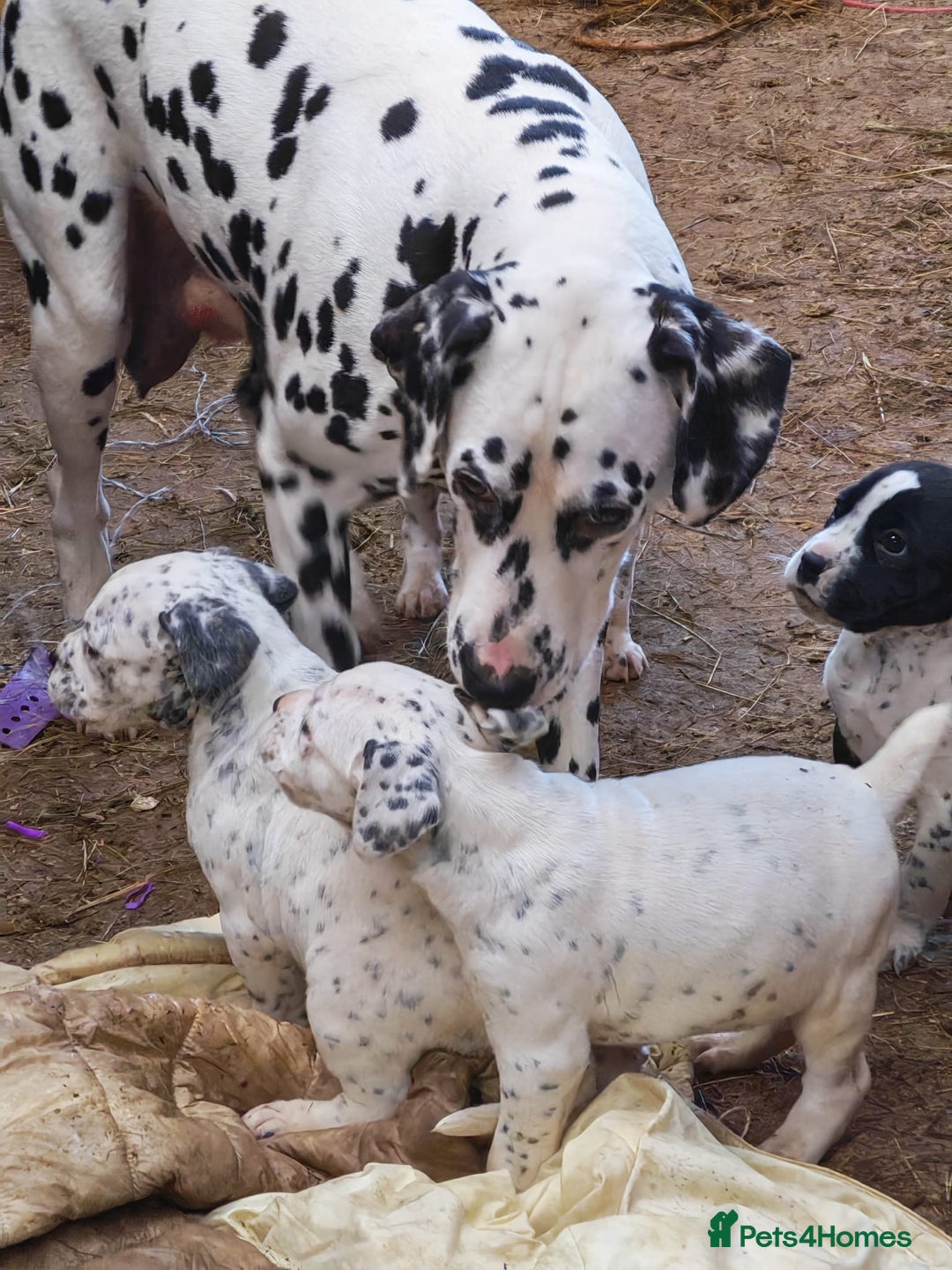 Mixed Breed dogs for sale: Boxmatian - Advert 1